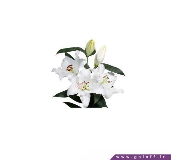 فروش گل اینترنتی - گل لیلیوم اورینتال آدیسون - Lilium Oriental | گل آف